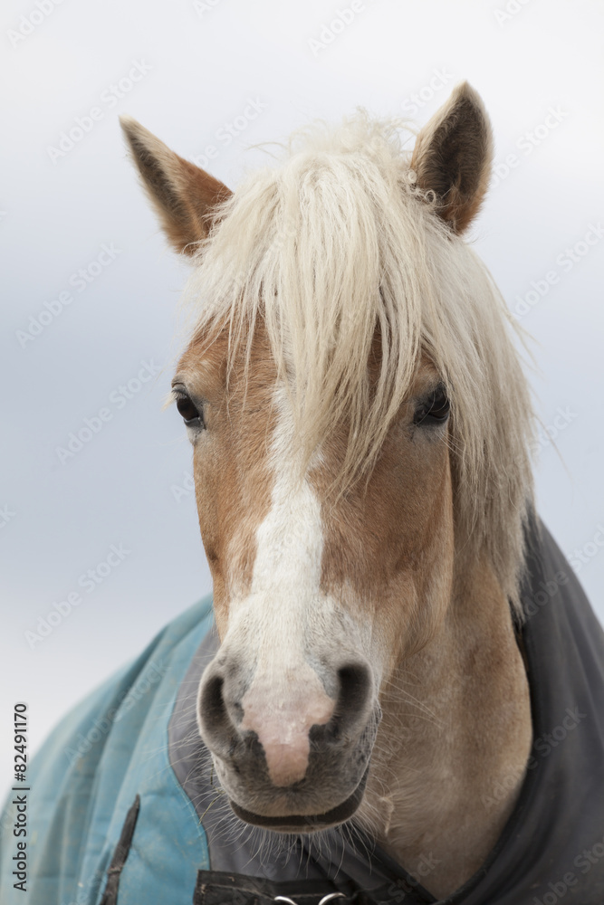 Fototapeta premium Pferdekopf