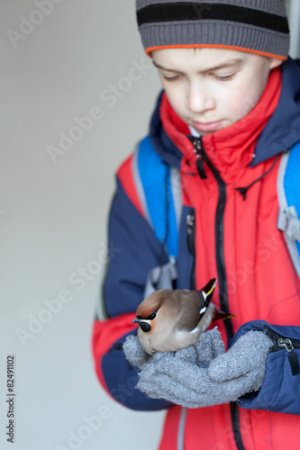 child holds bird waxwing photo