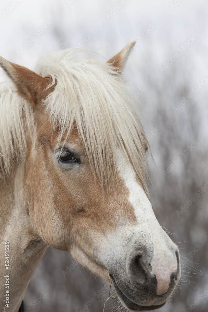 Obraz premium Pferdekopf