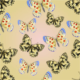 Seamless texture butterflies Parnassius and Melanargia vector