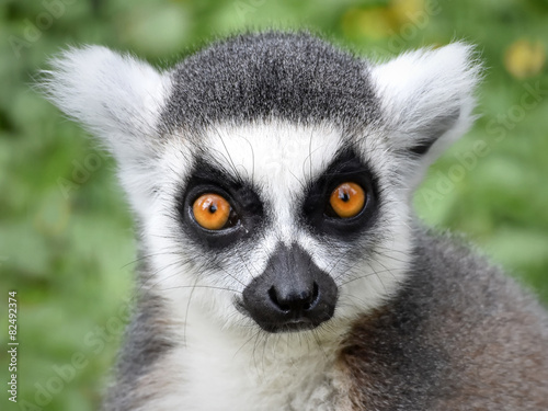 Ring-tailed lemur (Lemur catta) © dennisjacobsen