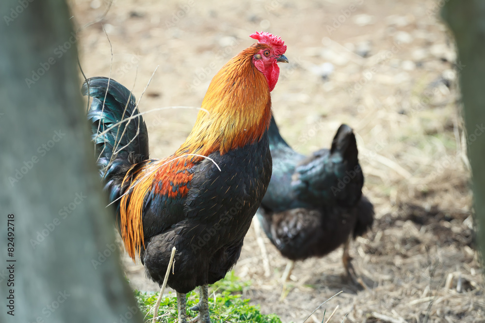 Multicolor rooster and black hen in summer farmyard