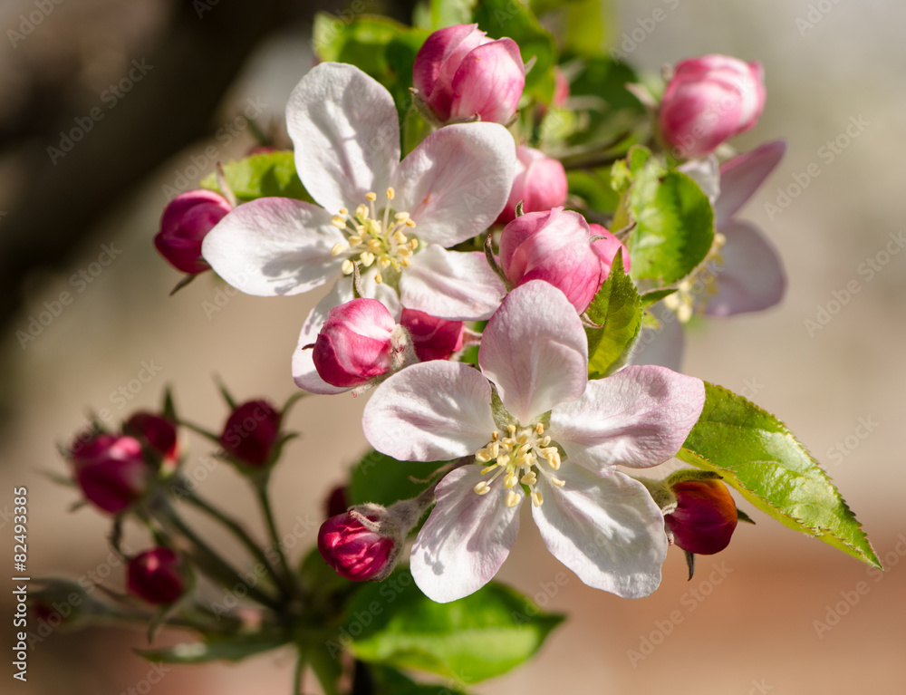 Obraz premium spring flowers, blooming apple tree with buds, macro