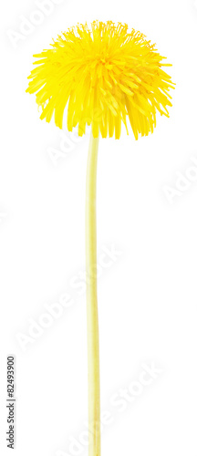 dandelion isolated on a white background