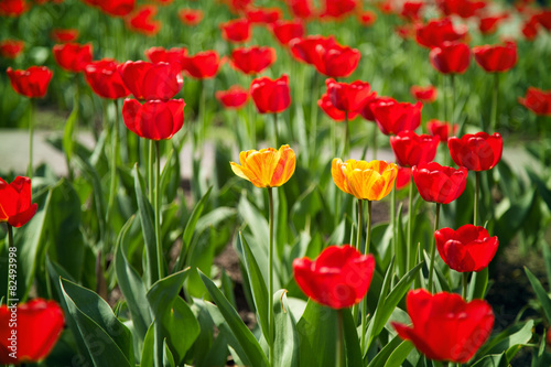flowerbed of red and yellow tulips isolated on a white backgroun