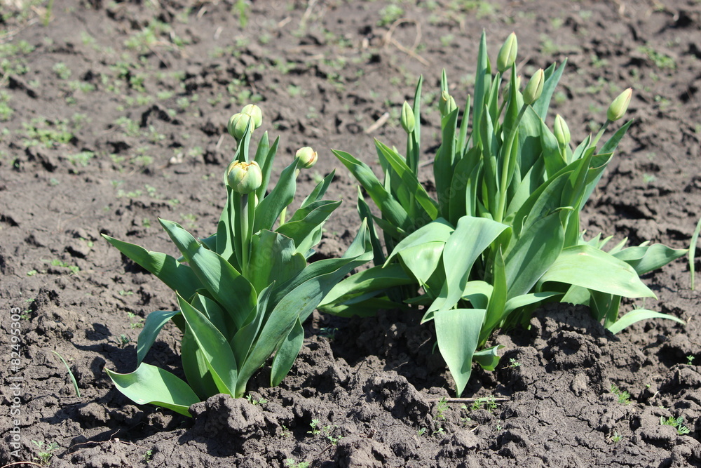 Obraz premium Тюльпаны