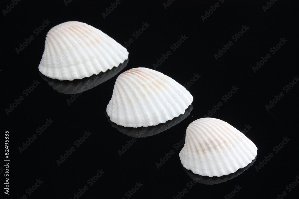 Triologie mit Muscheln Triologie mit Muscheln