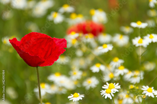 Fototapeta Naklejka Na Ścianę i Meble -  Mohnblume und Margariten