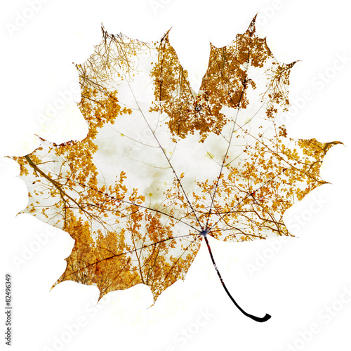 autumn maple leaf photo