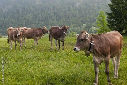 Allgäuer Kühe