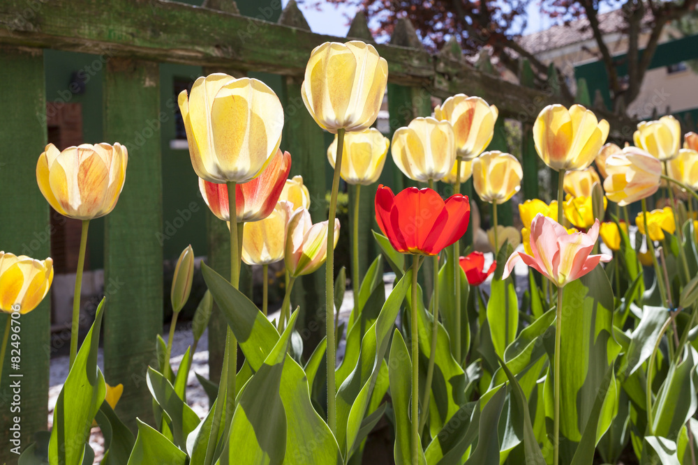 Obraz premium Tulips and Green Fence