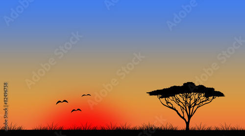 Widescreen sunset tree landscape