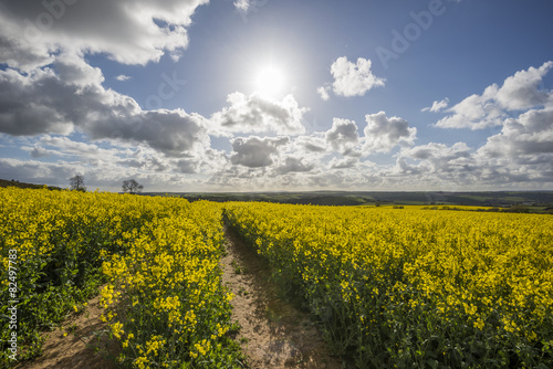 Fototapeta Naklejka Na Ścianę i Meble -  Rapeseed field with blue sky and clouds , Cornwall, UK
