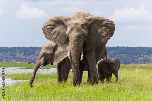 rodzina-sloni-w-parku-narodowym-w-botswanie