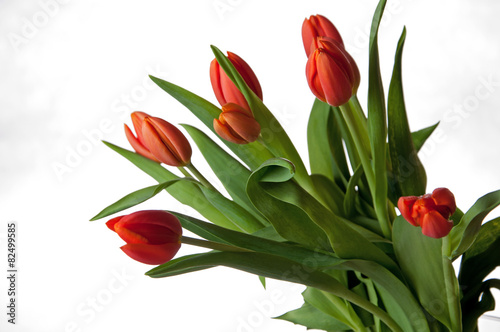 Tulipany photo