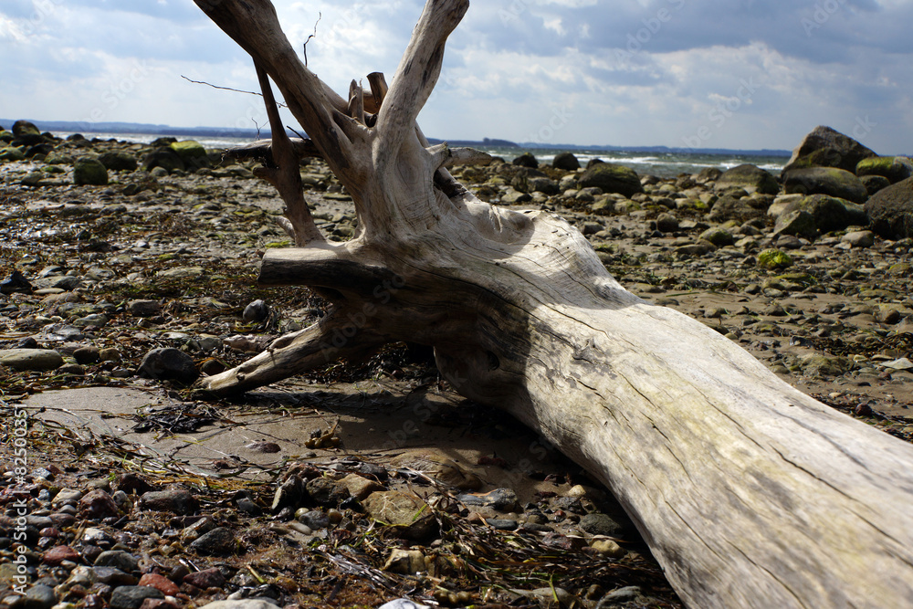 ausgebleichter Baumstamm am Strand ausgebleichter Baumstamm am Strand