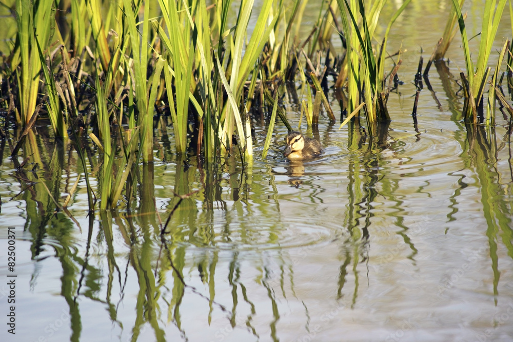 Fototapeta premium Entenküken zwischen Schilfblättern