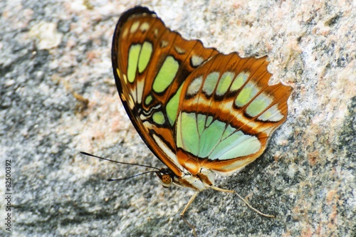 Brown and green Butterfly on rock photo