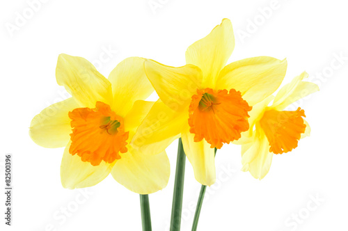 Narcissus flowers isolated on a white background