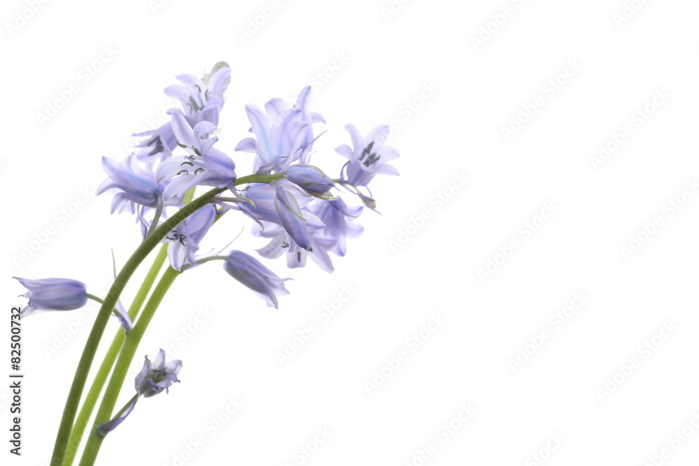 Fototapeta premium イングリッシュブルーベル