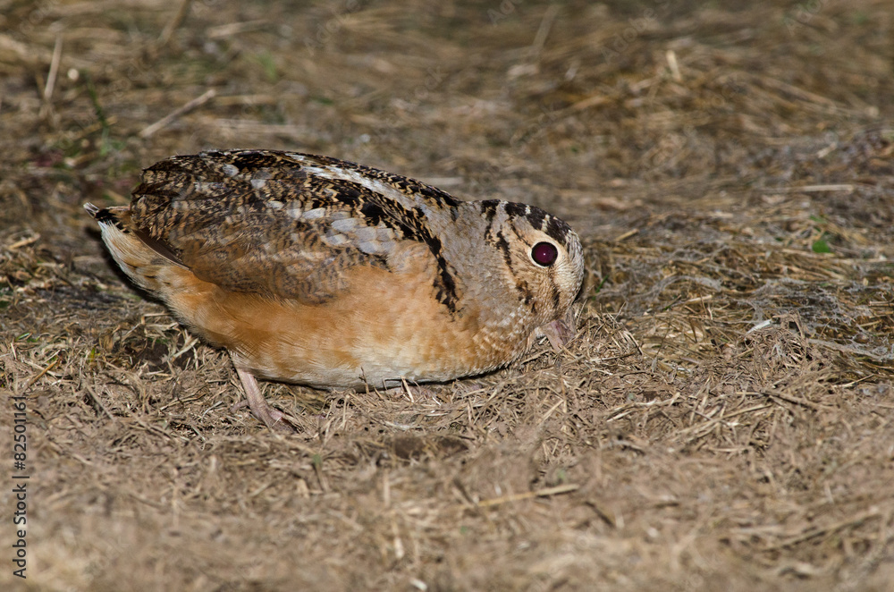 Obraz premium Bécasse d'Amérique