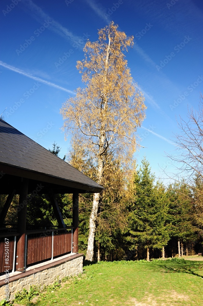 Tree and wooden shed
