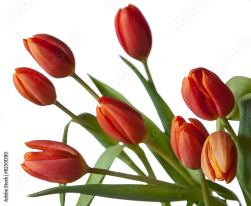 Tulipany photo