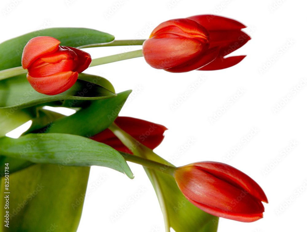 Obraz premium Tulipany