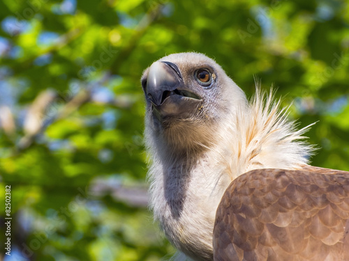 Griffon vulture  Gyps fulvus 