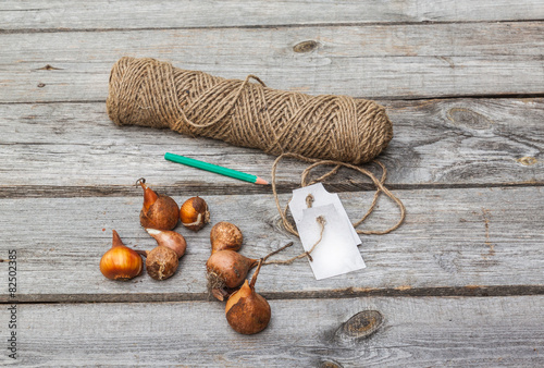 Tulip bulbs before planting on wooden table