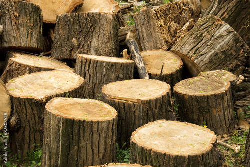 Pile of stumps