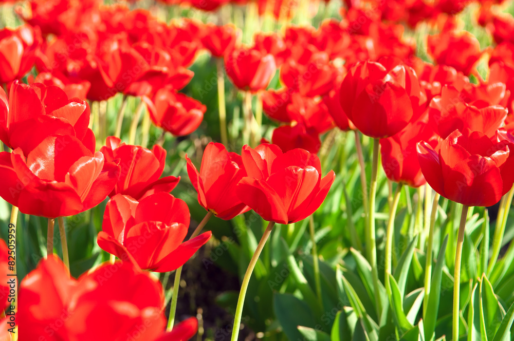 Beautiful tulips Beautiful tulips