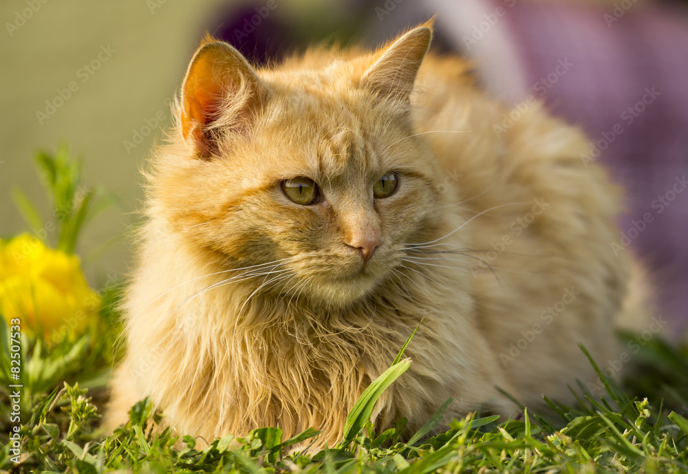 Orange cat lying on grass.