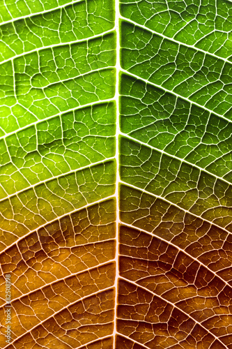 Leaf of a plant close up, half green and half dry © mrks_v