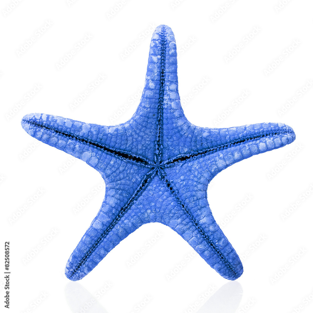 starfish isolated on white