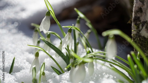 Snowdrops in snow