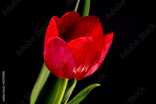 Fototapeta Naklejka Na Ścianę i Meble -  Red Tulip Macro