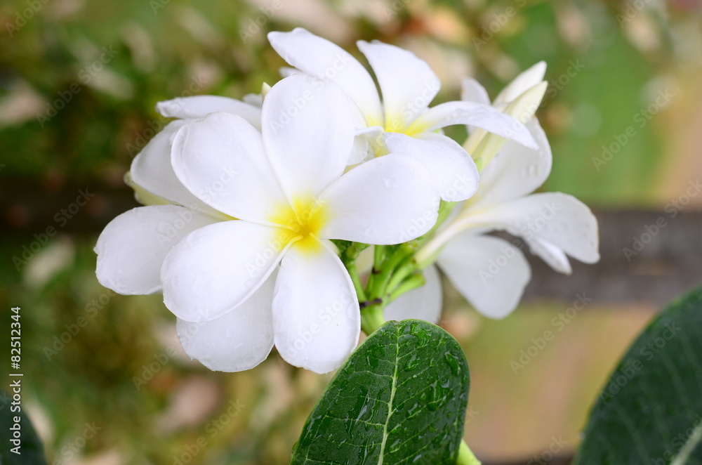 plumeria flowers plumeria flowers