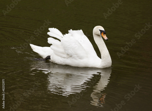 Fototapeta Naklejka Na Ścianę i Meble -  white swan swimming in a lake