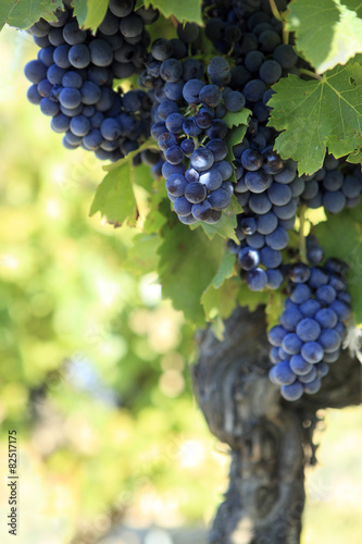 Red wine grapes growing in a vineyard france french cabernat sauvignon merlot bordeaux photo