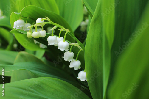 Fototapeta Naklejka Na Ścianę i Meble -  Lily of the valley, which bloom in the garden