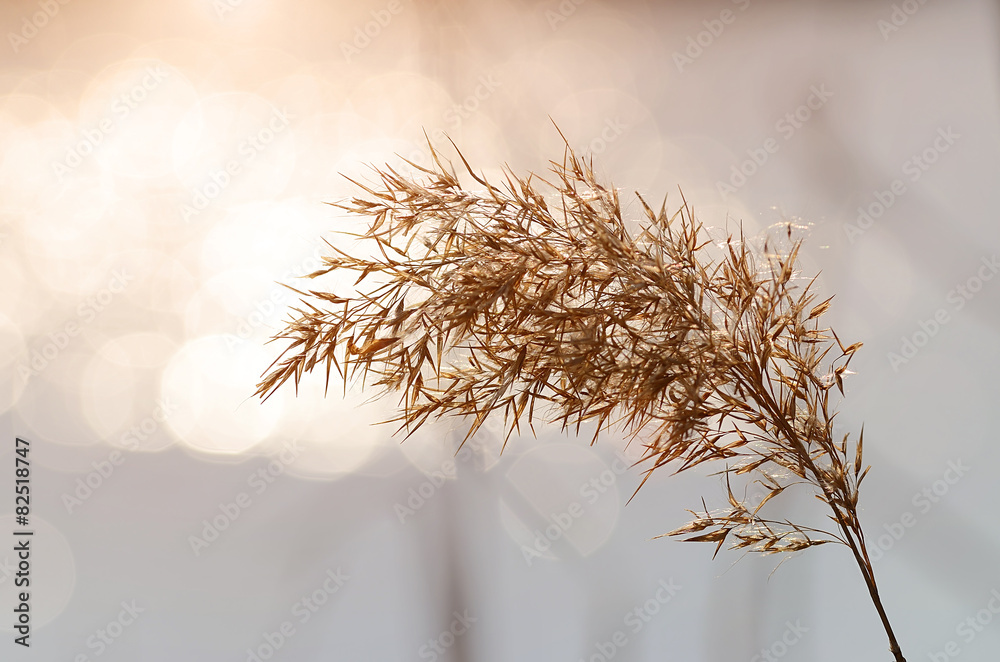 Closeup photo of a reed seed - obrazy, fototapety, plakaty 