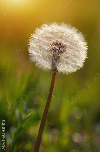 Naklejka Nasiona mniszka lekarskiego