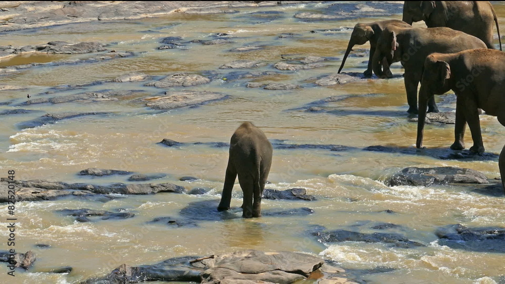 Elephants in the river - Sri Lanka
Elephants in the river - Sri Lanka