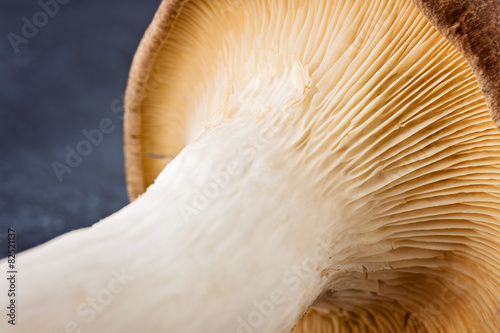King oyster mushroom Pleurotus eryngii isolated on gray backgrou