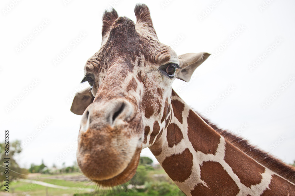 Obraz premium Giraffe close up