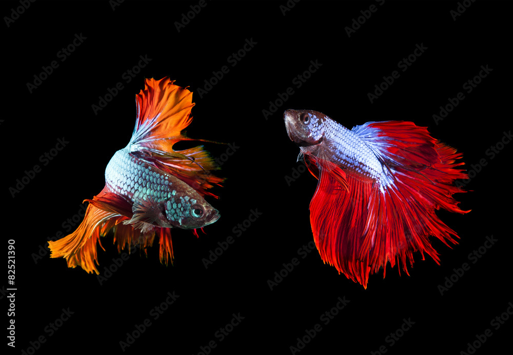 two of beautiful color betta fighting fish preparing to fight on