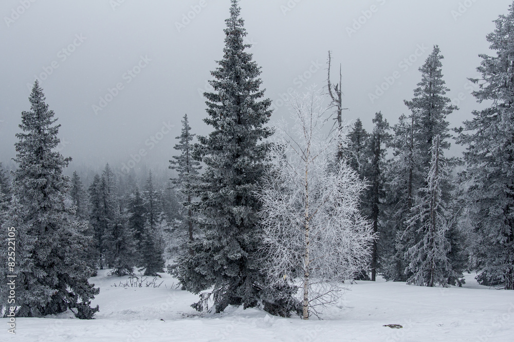 Naklejka premium snow-covered forest on the slopes of the mountain.