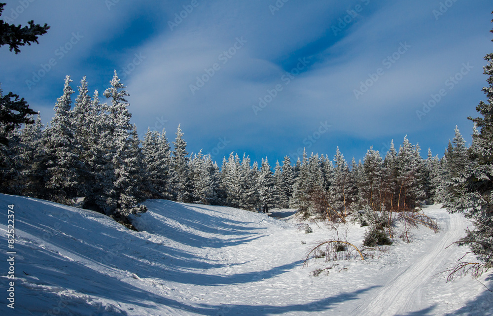 snow-covered forest on the slopes of the mountain.