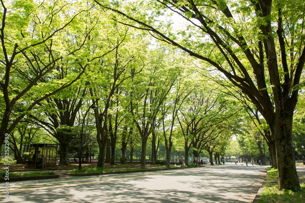 Obraz premium 新緑の公園